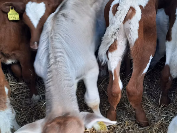 ثور, Simmental cattle