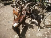 عنزة, Black Bengal goats — الصورة 2