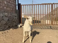 Ziegenbock, Saanen goat — Foto 3