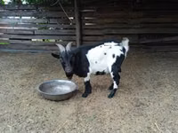 Billy Goat, Nigerian dwarf goats — photo 3