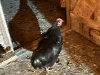 Chickens — 照片 7
