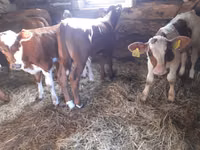 公牛, Simmental cattle — 照片 1