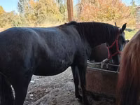 Mare, Horses — photo 4