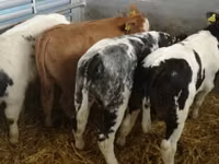 Ng'ombe (kikundi, jinsia haijatajwa), Simmental cattle — picha 5