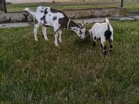 Billy Goat, Saanen goat — photo 1