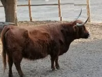 Ng'ombe jike, Highland — picha 4