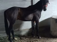 公马, Horses — 照片 4