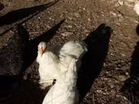 Brahma — foto 4