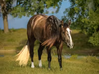 घोड़ा, Quarter Horse — फ़ोटो 3
