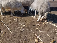 मेढ़ा, Assaf sheep — फ़ोटो 2