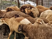 Sheep (batch, sex not specified), Karabakh sheep — photo 4
