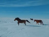 घोड़ा, Kushum Horse — फ़ोटो 2