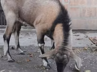 Billy Goat, Nubian Goat — photo 1