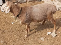 كبش, Katum sheep — الصورة 2