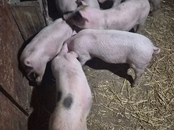 Boar, 