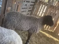 公羊, Tsigai sheep — 照片 1