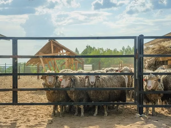 公羊, Kuibyshev sheep