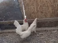 سيبرايت — الصورة 4