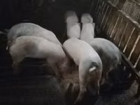 Хряк, Свиньи — фото 1