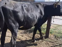 Cow, Holstein breed — photo 6