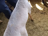 Carnero, Kyrgyz Mountain merino sheep — foto 8