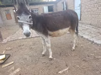 فرس, الخيول — الصورة 1