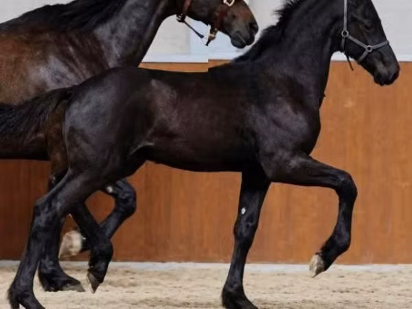 घोड़ा, Appaloosa