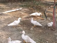 Ducks — फ़ोटो 6