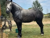 Horse (M), Horses — photo 1