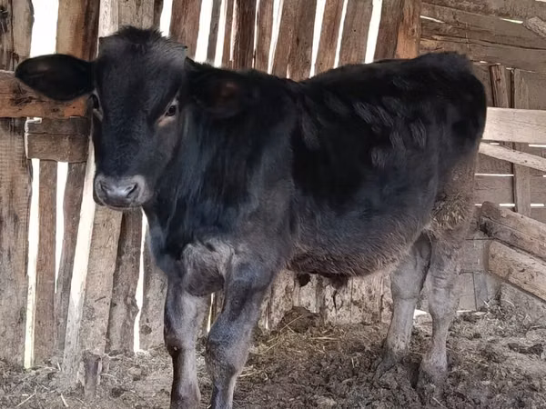 Bulle, Swiss cattle