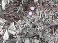 Chickens — फ़ोटो 6