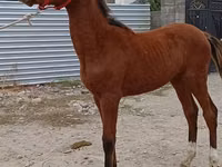 घोड़ा, Budyonny horse — फ़ोटो 5