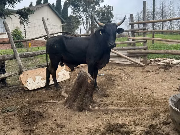 Bull, Nguni cattle