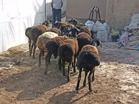 Sheep (batch, sex not specified), Tajik sheep — photo 2