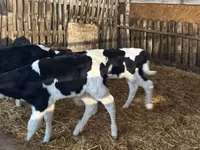 Bull, Russian Black pied cattle — photo 6