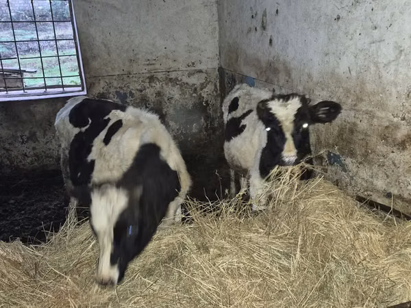 Bull, Russian Black pied cattle