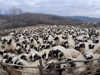 母羊, Bessarabian sheep — 照片 1
