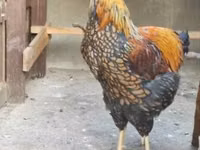 维扬多特 — 照片 2