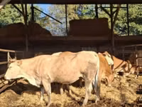 Lo’, Blonde d’Aquitane cattle — sawirka 1