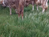 母牛, Red-spotted breed — 照片 8