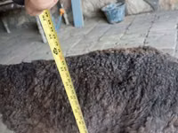 Carnero, Arabi sheep — foto 1