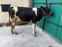 Cow, Holstein breed — photo 4