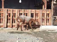كبش, Edilbay sheep — الصورة 5