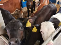 Bulle, Simmental cattle — Foto 5
