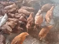 Chickens — الصورة 3