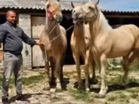 Yegua, Caballos — foto 6