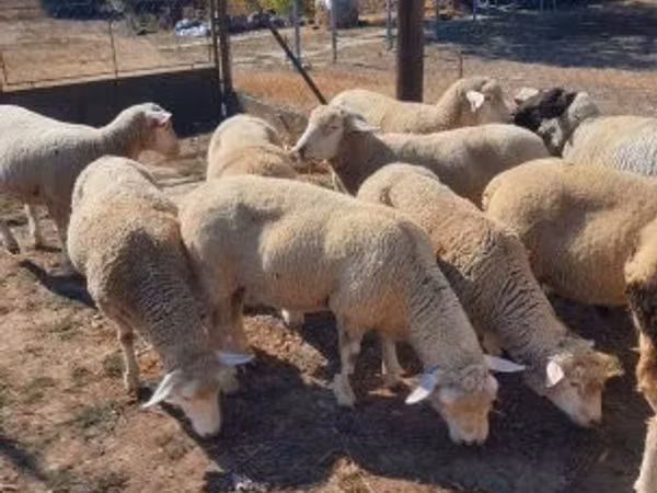 公羊, Ile-de-France sheep