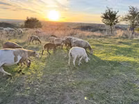 كبش, Katum sheep — الصورة 1