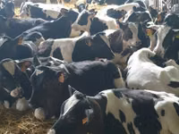 Ng'ombe (kikundi, jinsia haijatajwa), Simmental cattle — picha 3