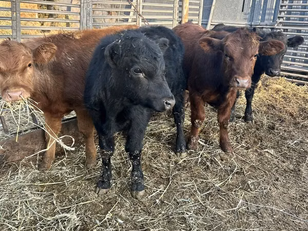 Bull, Aberdeen-Angus